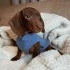 fleece-dachshund-jacket-weenieland-shop Fleece Dachshund Jacket