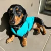 fleece-dachshund-jacket-weenieland-shop-8 Fleece Dachshund Jacket