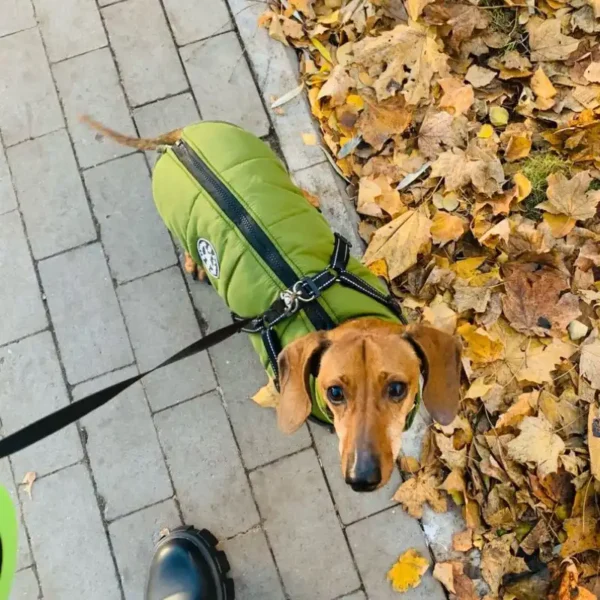 weenieland-shop-dachshund-dog-winter-jacket-2 Weenie Dog Winter Jacket With Harness