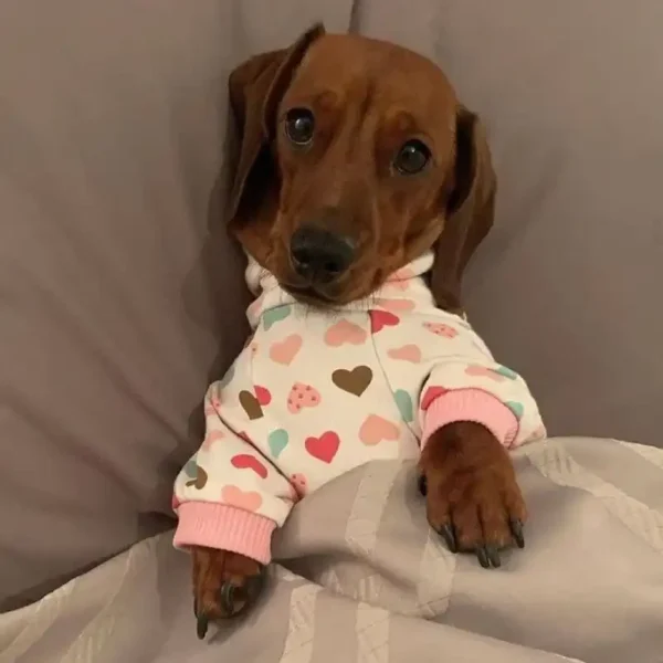 weenieland-shop-sausage-dog-pyjamas-1 Sausage Dog Pyjamas by Weenieland