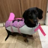 weenieland-shop-sharkie-dog-dachshund-life-jacket-1 "Sharkie Dog" Dachshund Life Jacket