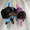 weenieland-shop-sharkie-dog-dachshund-life-jacket "Sharkie Dog" Dachshund Life Jacket