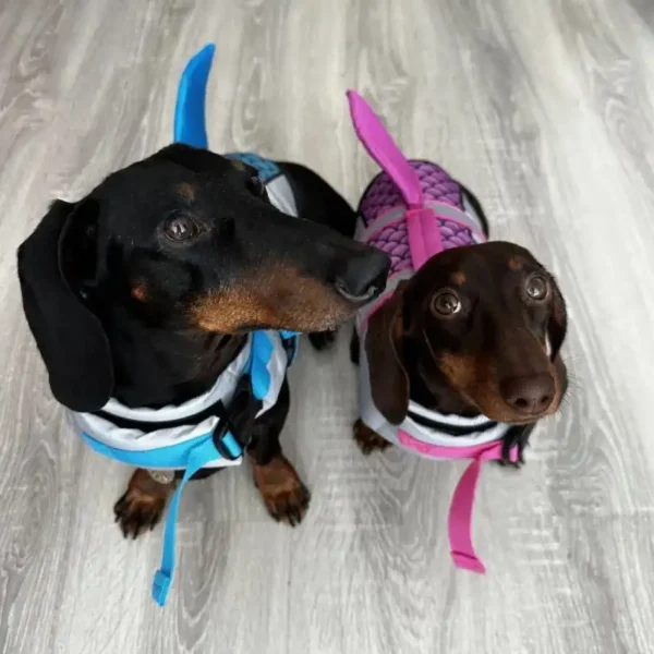 weenieland-shop-sharkie-dog-dachshund-life-jacket "Sharkie Dog" Dachshund Life Jacket