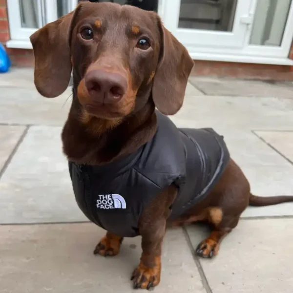 weenieland-shop-the-dog-face-puffer-vest-2 (1) The Dog Face Puffer Vest