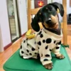 cozy-sausage-dog-pajamas-weenieland-shop Cozy Sausage Dog Pajamas