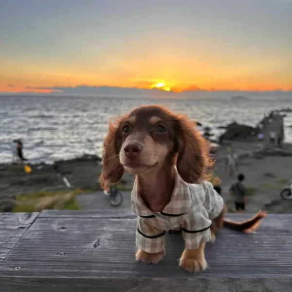 doxie-plaid-pajamas-weenieland-shop-2 Doxie Plaid Pajamas