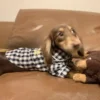 doxie-plaid-pajamas-weenieland-shop-3 Doxie Plaid Pajamas