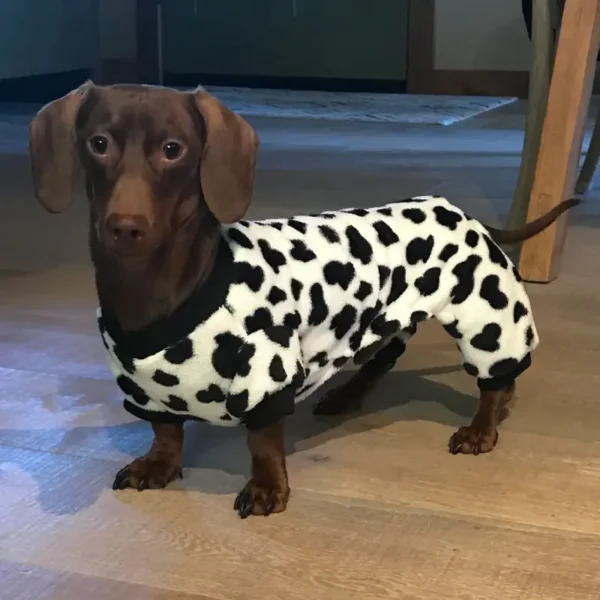 mooweenie-dachshund-pajamas-weenieland-shop "MooWeenie" Dachshund Pajamas