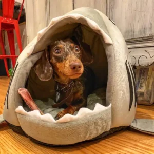 Wiener Dog Shark Bed